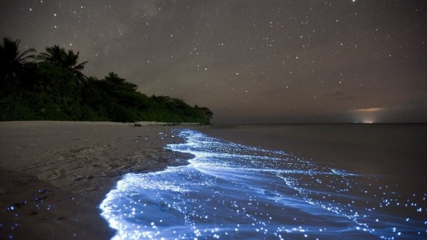Уникални природни феномени, които изглеждат нереално (ГАЛЕРИЯ) 5 flourescent plankton