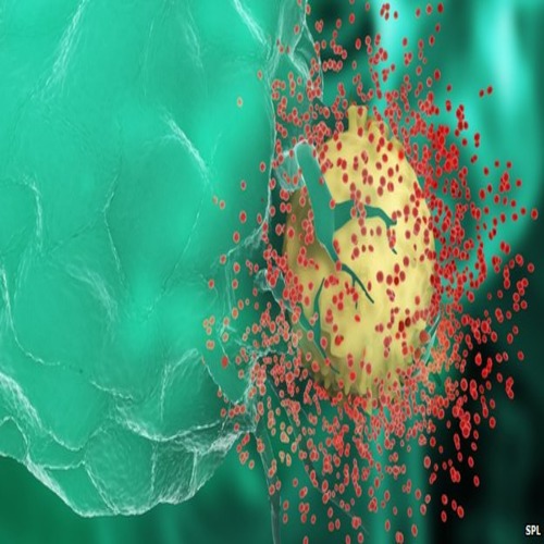 човешкото тяло