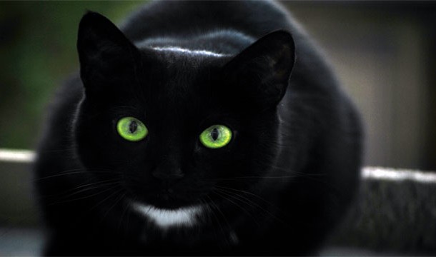 black cat