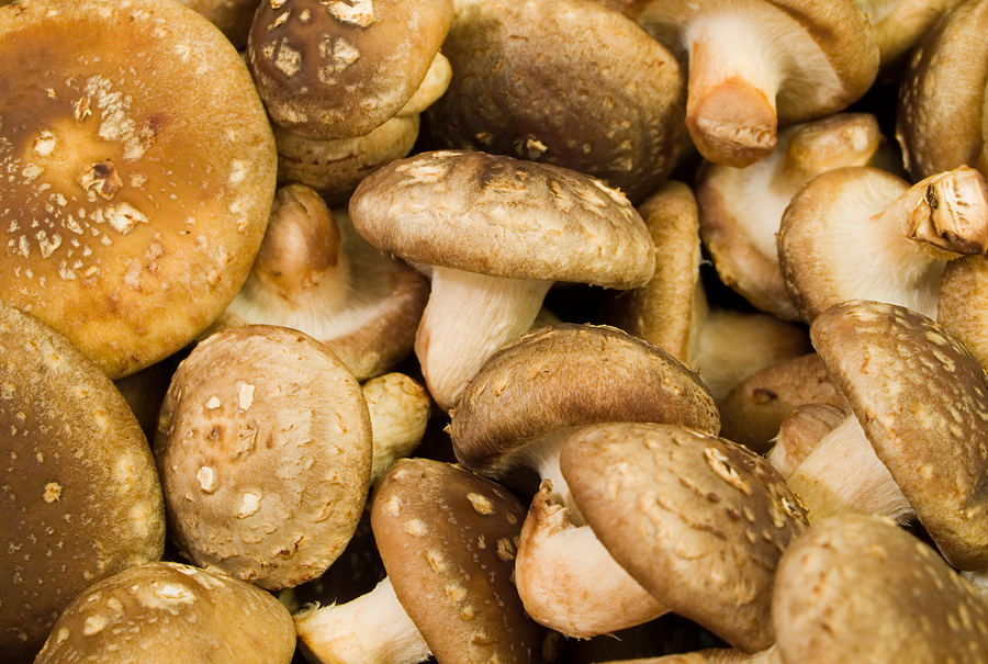 Shiitake Mushrooms