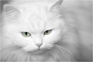 Бяла котка