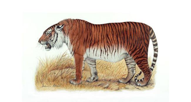 caspian tiger