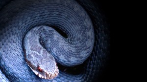 Змията се появява като символ почти навсякъде около нас  
