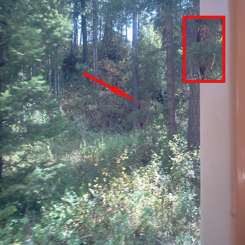 Голямата стъпка