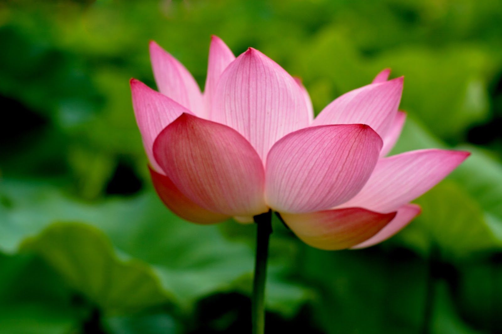 flower e1545976087510