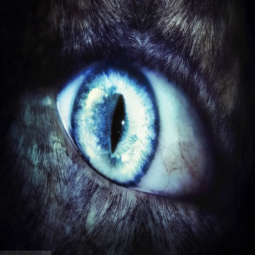 съществуват ли върколаци