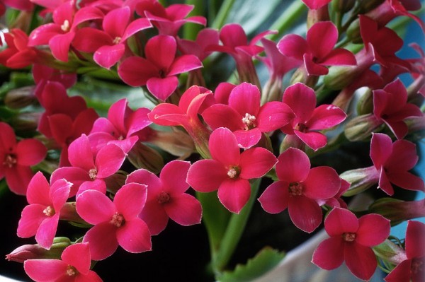 Kalanchoe