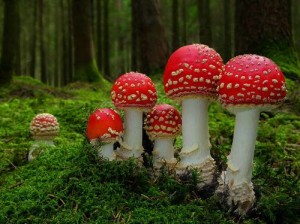 червена мухоморка