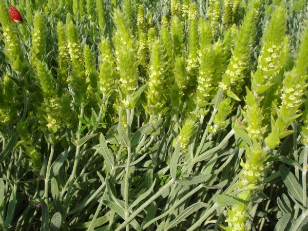 Мурсалски чай