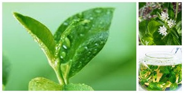 stevia3