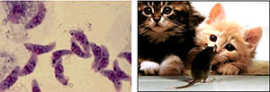 toxoplasmosis токсоплазмоза симптоми лечение билки 01