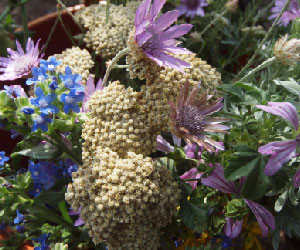 еньовден еньовче билки магии обреди ритуали 08