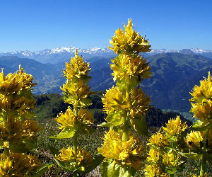 еньовден еньовче билки магии обреди ритуали 05