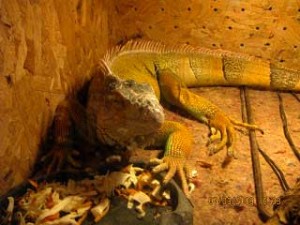 красимир христов черна кафява змия България - 02