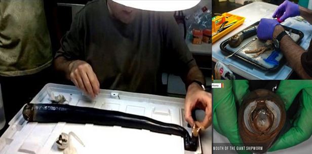 Gigantski chervey 1111