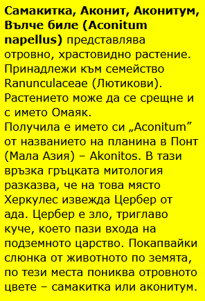 Самакитка. Красивият аконит – отровно цвете или билка против стрес и рак 7 Samakitka Aconitum 2