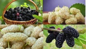 Благоприятните свойства на плодовете на черната и бялата черница, богати на хранителни вещества, са много полезни за здравето