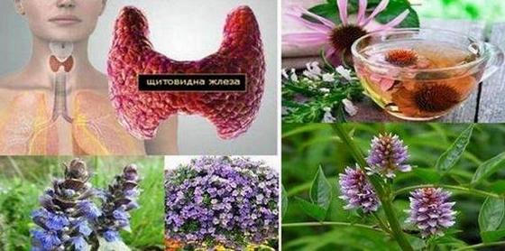 Някои билки са полезни за естествено подобряване здравето на щитовидната жлеза и могат да се ползват при нейното лечение и възстановяване
