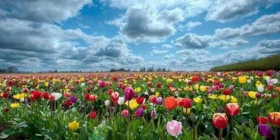 съновник цветя, поле с лалета