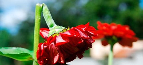 съновник цветя, прекършено цвете