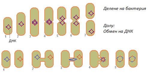 бактерии, полезни бактерии, патогенни бактерии, видове бактерии, аеробни бактерии, анаеробни бактерии