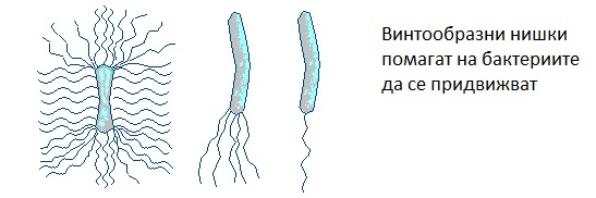 бактерии, полезни бактерии, патогенни бактерии, видове бактерии, аеробни бактерии, анаеробни бактерии