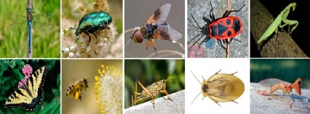 101 лесни гатанки за деца с отговори 8 Гатанки за деца с отговори