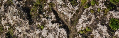 розетата от Плиска, розетката от Плиска, символ и значение