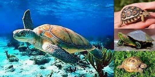Зелена морска костенурка (латински Chelonia mydas). Теглото на този вид морска костенурка варира от 70 до 450 кг, а размерът на черупката е от 80 до 150 см.