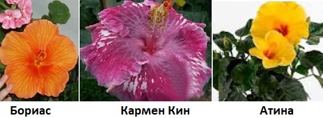Грижи за китайска роза, за хибискус