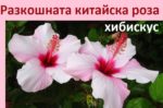 Грижи за китайска роза, за хибискус