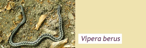 Змии в България