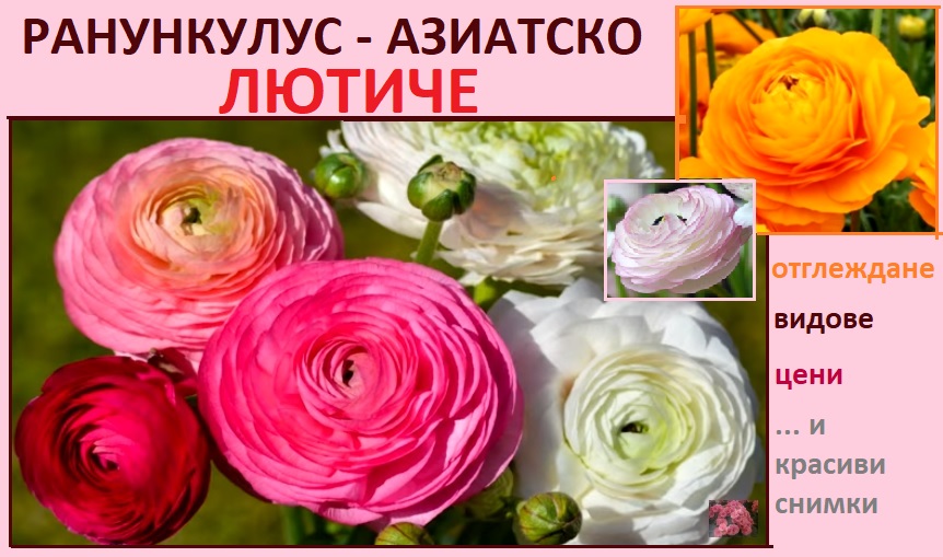 Лютиче (Ранункулус): Отглеждане в саксия и в градината. Цена на луковици