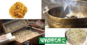 Ползи от бял тамян за пиене.