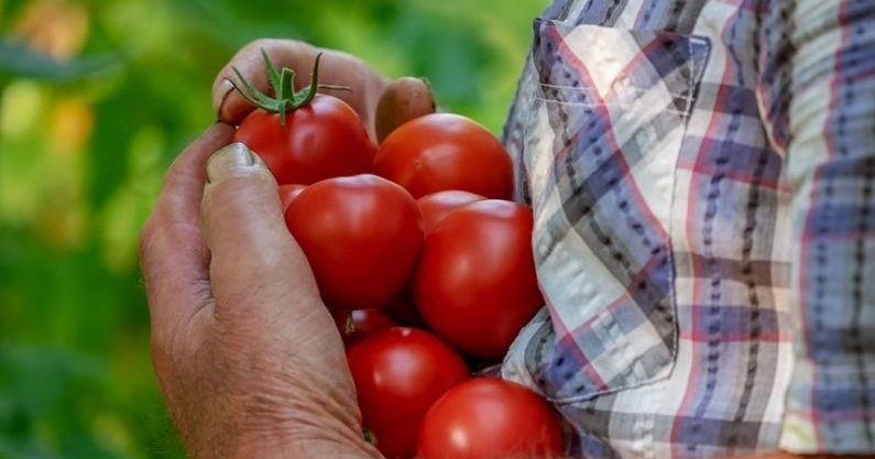 Схема за пръскане на домати в оранжерия и на открито.
