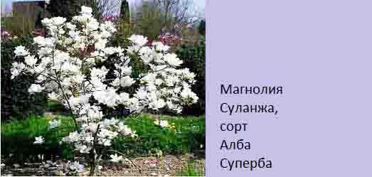Отглеждане на магнолия. Разсадници, цена. Магнолия грандифлора, Сюзън и др. 5 magnoliya-03