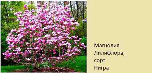 Отглеждане на магнолия. Разсадници, цена. Магнолия грандифлора, Сюзън и др. 3 magnoliya-05