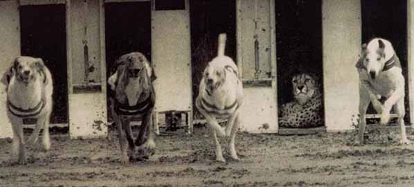 Тест за интелигентност inteligentnost-01