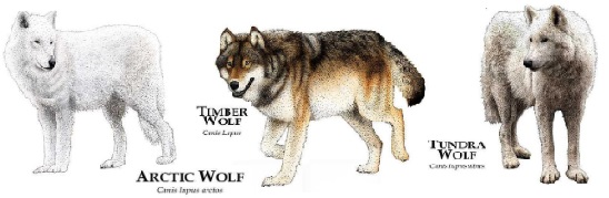 сив вълк описание 01