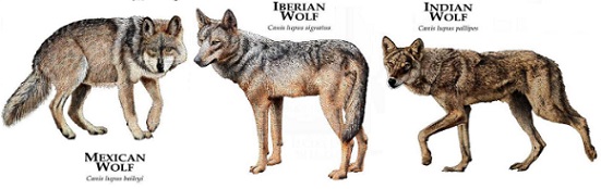 сив вълк описание 02