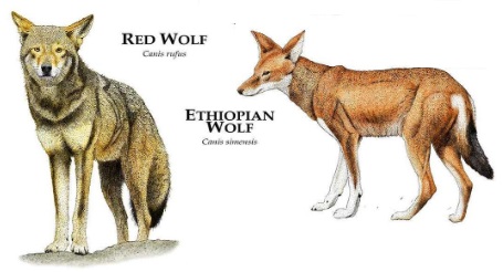 сив вълк описание 03