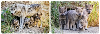 сив вълк описание 04