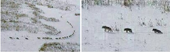 сив вълк описание 05