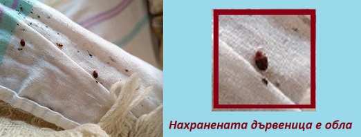 Дървеници 02