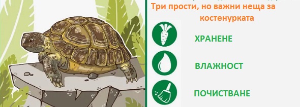 Костенурки какво ядат храна 01